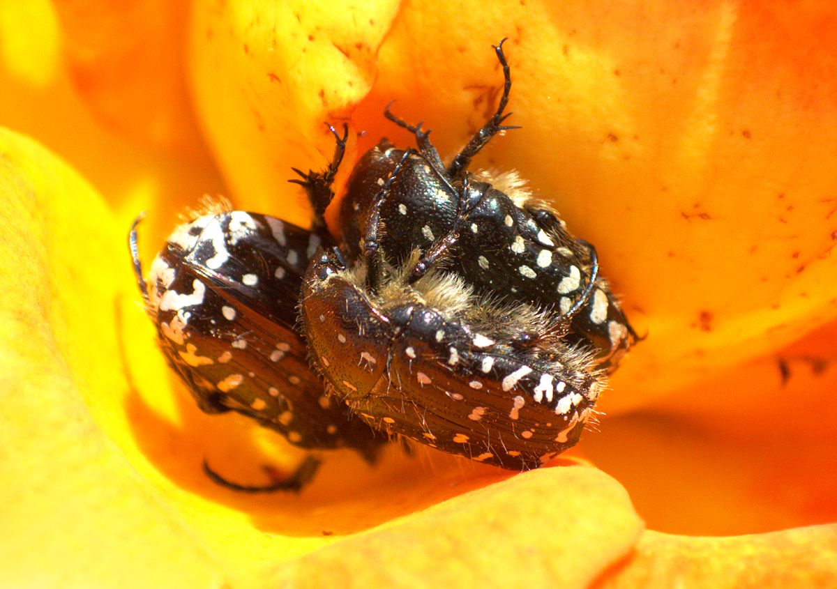 ammucchiata - Oxythyrea funesta